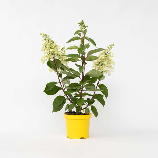 Hydrangea Hortensie - Hydrangea Paniculata 'Candlelight' - Höhe 25-40Cm - ⌀19Cm