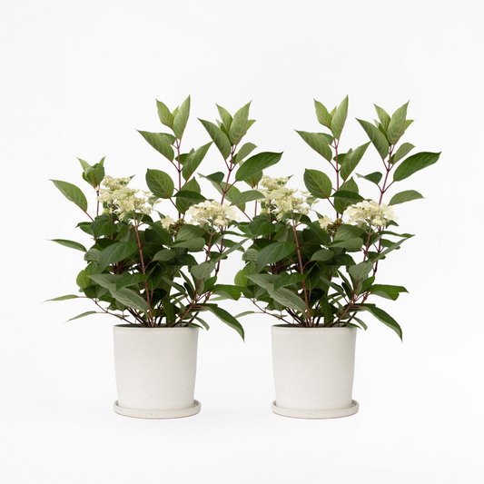 Hydrangea Hortensie - 2 Stk - Hydrangea Paniculata 'Early Harry' - Höhe 25-40Cm - ⌀19Cm