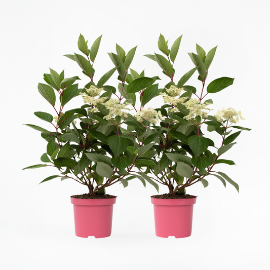 Hydrangea Hortensie - 2 Stk - Hydrangea Paniculata 'Early Harry' - Höhe 25-40Cm - ⌀19Cm