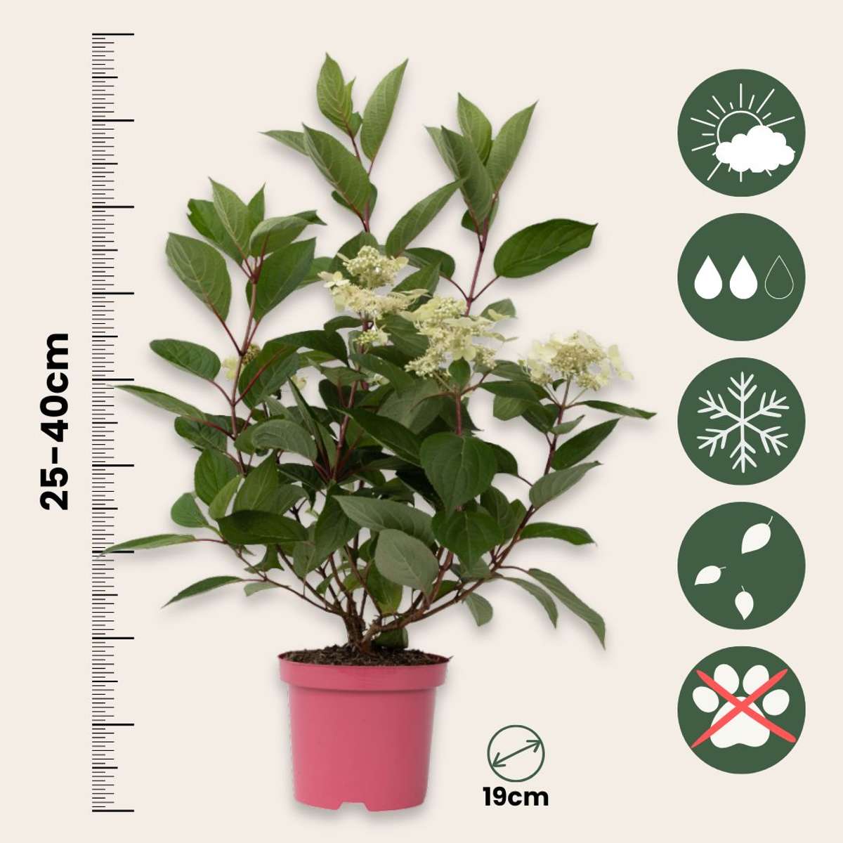 Hydrangea Hortensie - Hydrangea Paniculata 'Early Harry' - Höhe 25-40Cm - ⌀19Cm