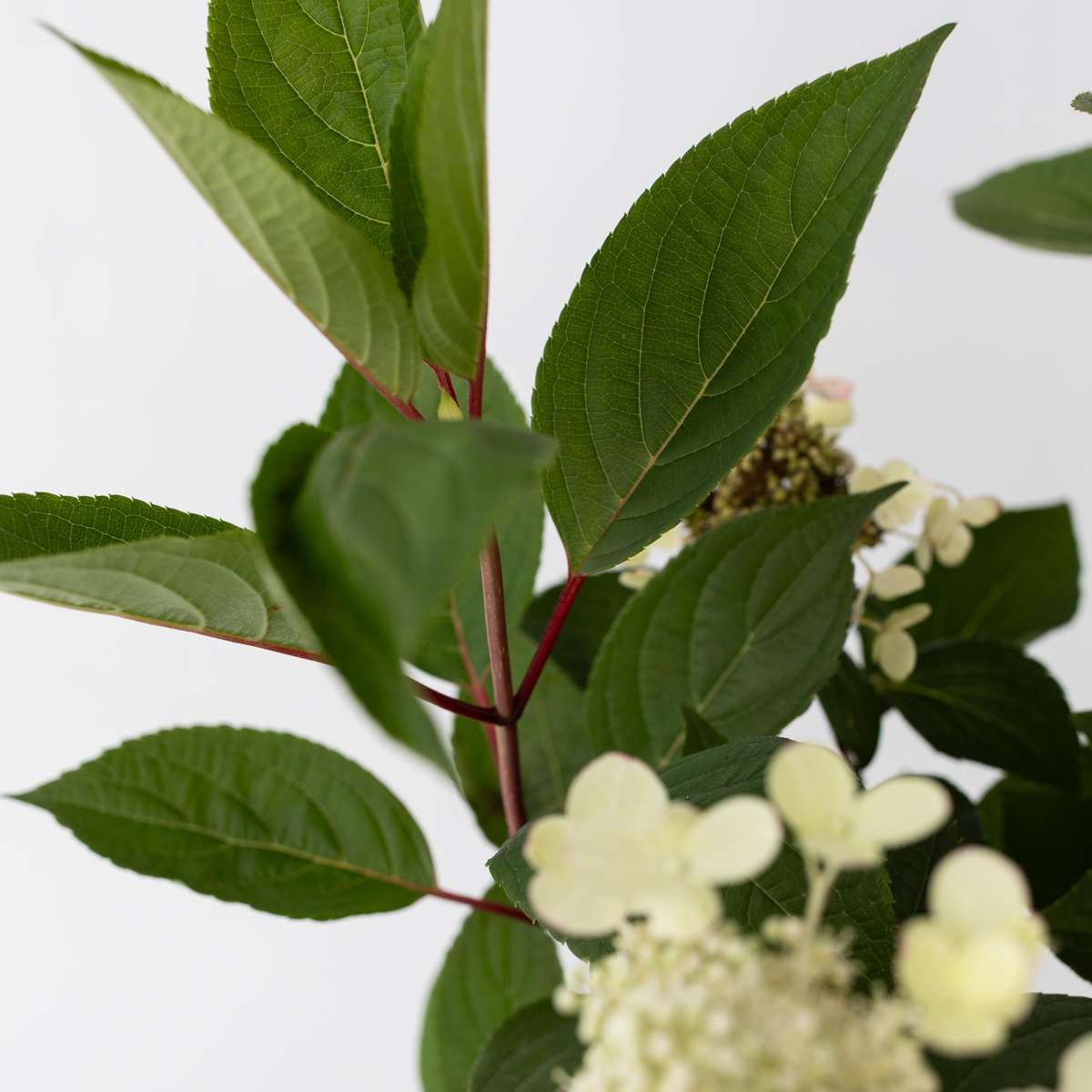 Hydrangea Hortensie - Hydrangea Paniculata 'Early Harry' - Höhe 25-40Cm - ⌀19Cm