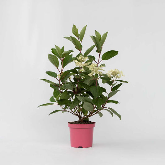 Hydrangea Hortensie - Hydrangea Paniculata 'Early Harry' - Höhe 25-40Cm - ⌀19Cm