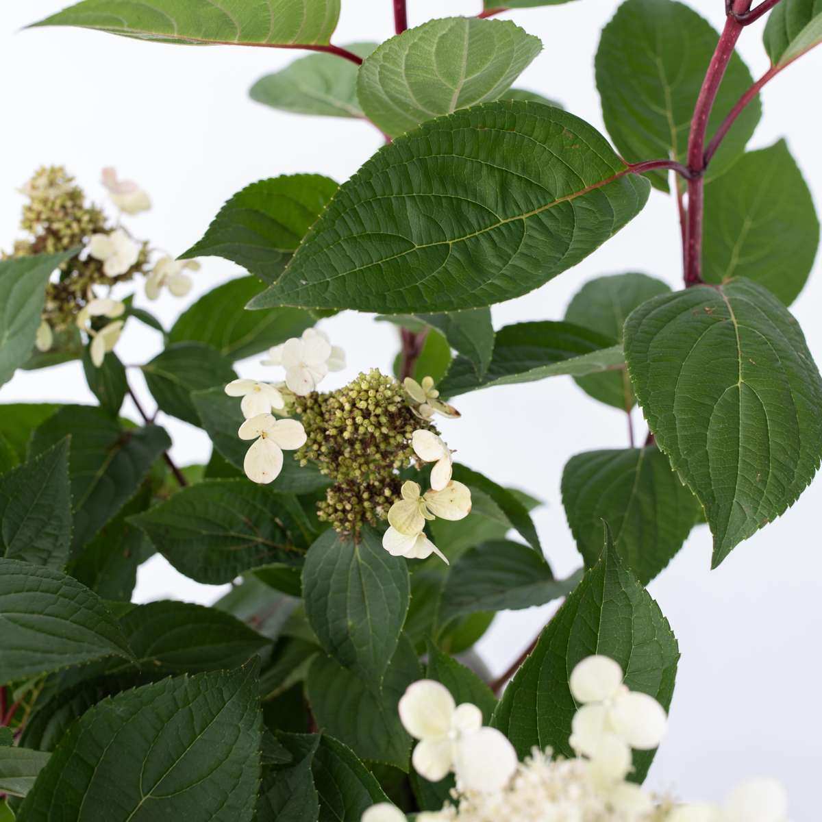 Hydrangea Hortensie - Hydrangea Paniculata 'Early Harry' - Höhe 25-40Cm - ⌀19Cm