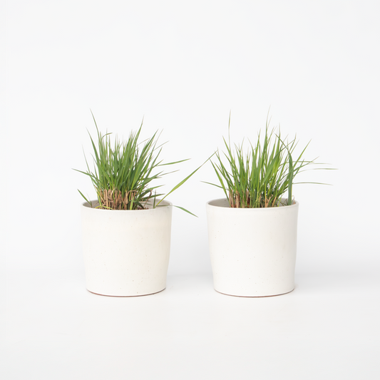 Ornamental Grasses Fingergras - 2 Stk - Panicum Virgatum 'Heavy Metal' - Höhe 40-60Cm - ⌀23Cm