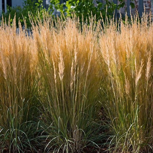 Ornamental Grasses Reitgras - Calamagrostis 'Karl Foerster' - Höhe 40-60Cm - ⌀23Cm
