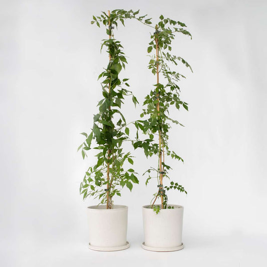 Climbers Trompetenkletterer - 2 Stk - Campis Radicans 'Flava' - Höhe 110-120Cm - ⌀17Cm