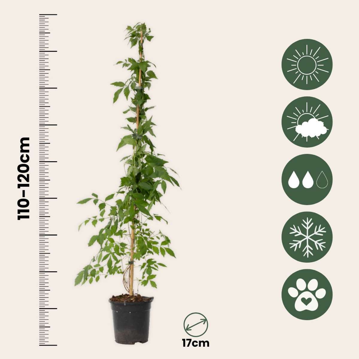 Climbers Trompetenkletterer - 2 Stk - Campis Radicans 'Flava' - Höhe 110-120Cm - ⌀17Cm