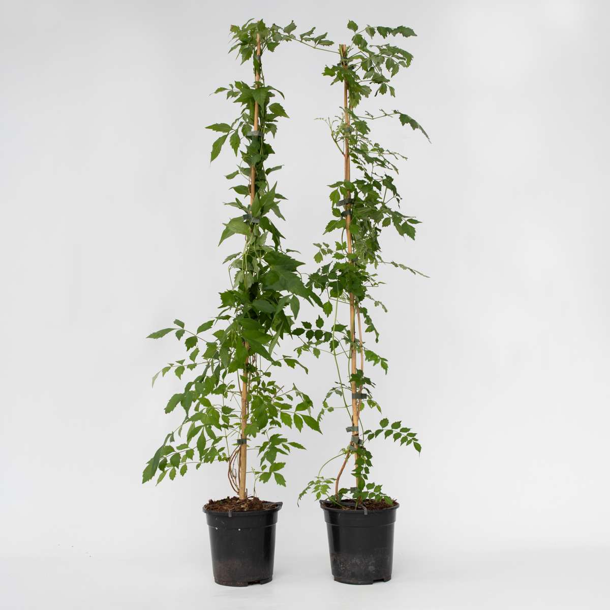 Climbers Trompetenkletterer - 2 Stk - Campis Radicans 'Flava' - Höhe 110-120Cm - ⌀17Cm