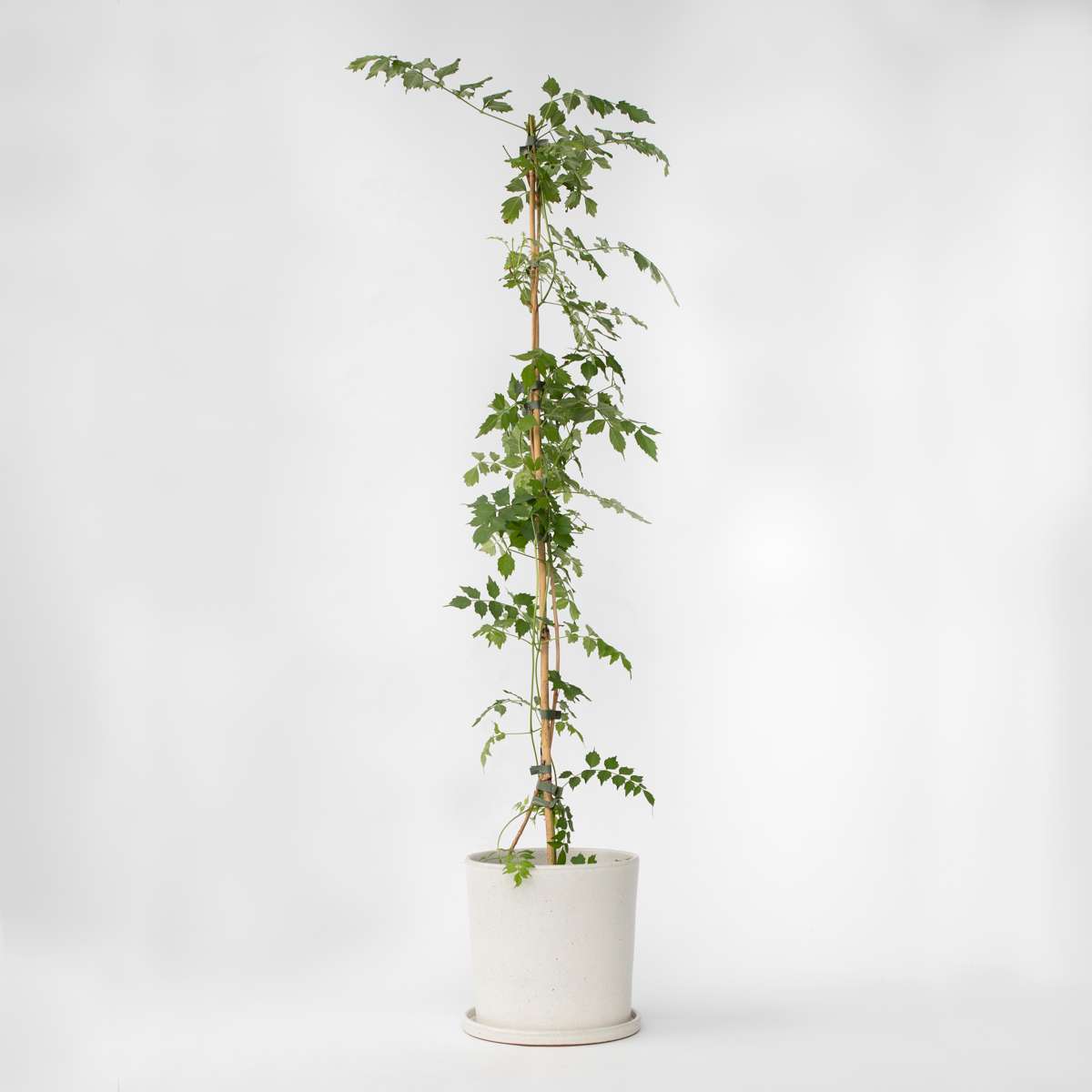 Climbers Trompetenkletterer - Campis Radicans 'Flava' - Höhe 110-120Cm - ⌀17Cm