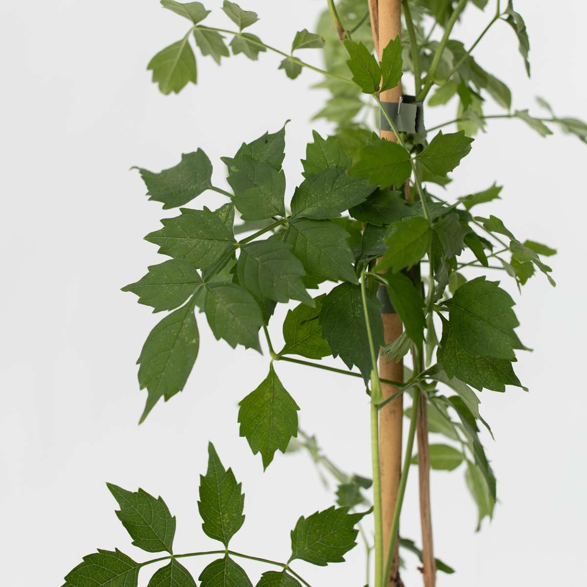 Climbers Trompetenkletterer - Campis Radicans 'Flava' - Höhe 110-120Cm - ⌀17Cm