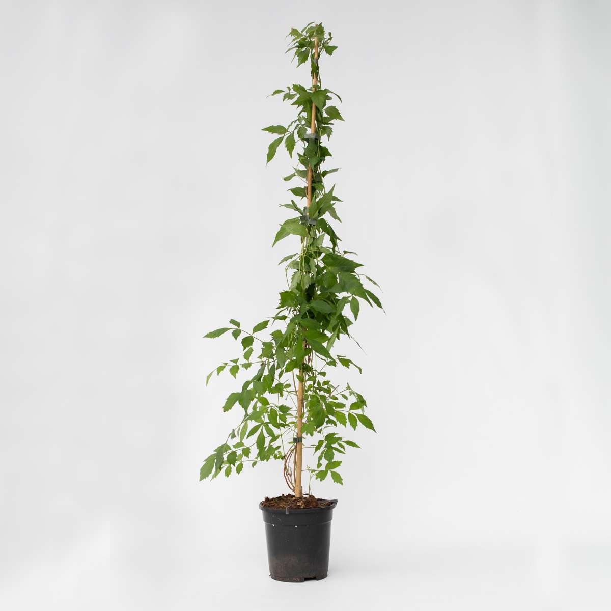 Climbers Trompetenkletterer - Campis Radicans 'Flava' - Höhe 110-120Cm - ⌀17Cm