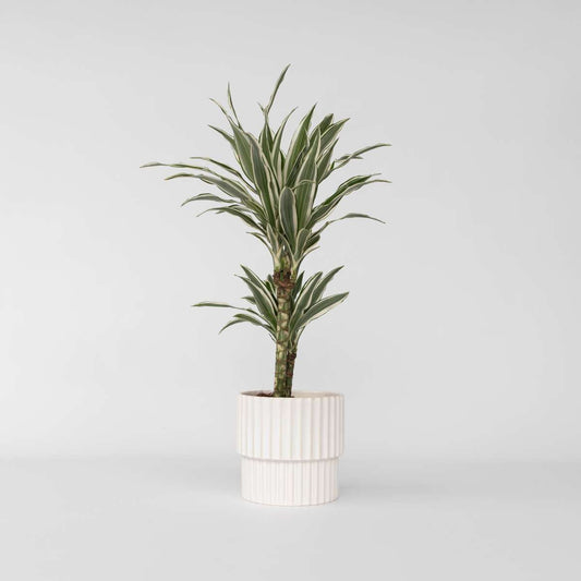 Dracaena Drachenbaum - Dracaena Deremensis 'White Stripe' - Höhe 60-70Cm - ⌀17Cm