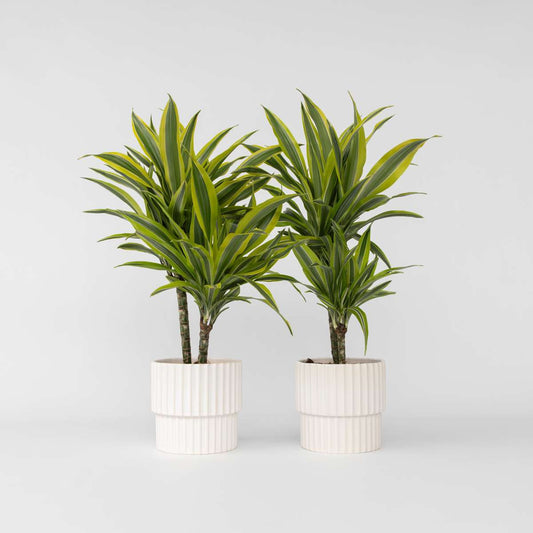 Dracaena Drachenbaum - 2 Stk - Dracaena Deremensis 'Lemon Lime' - Höhe 60-70Cm - ⌀17Cm
