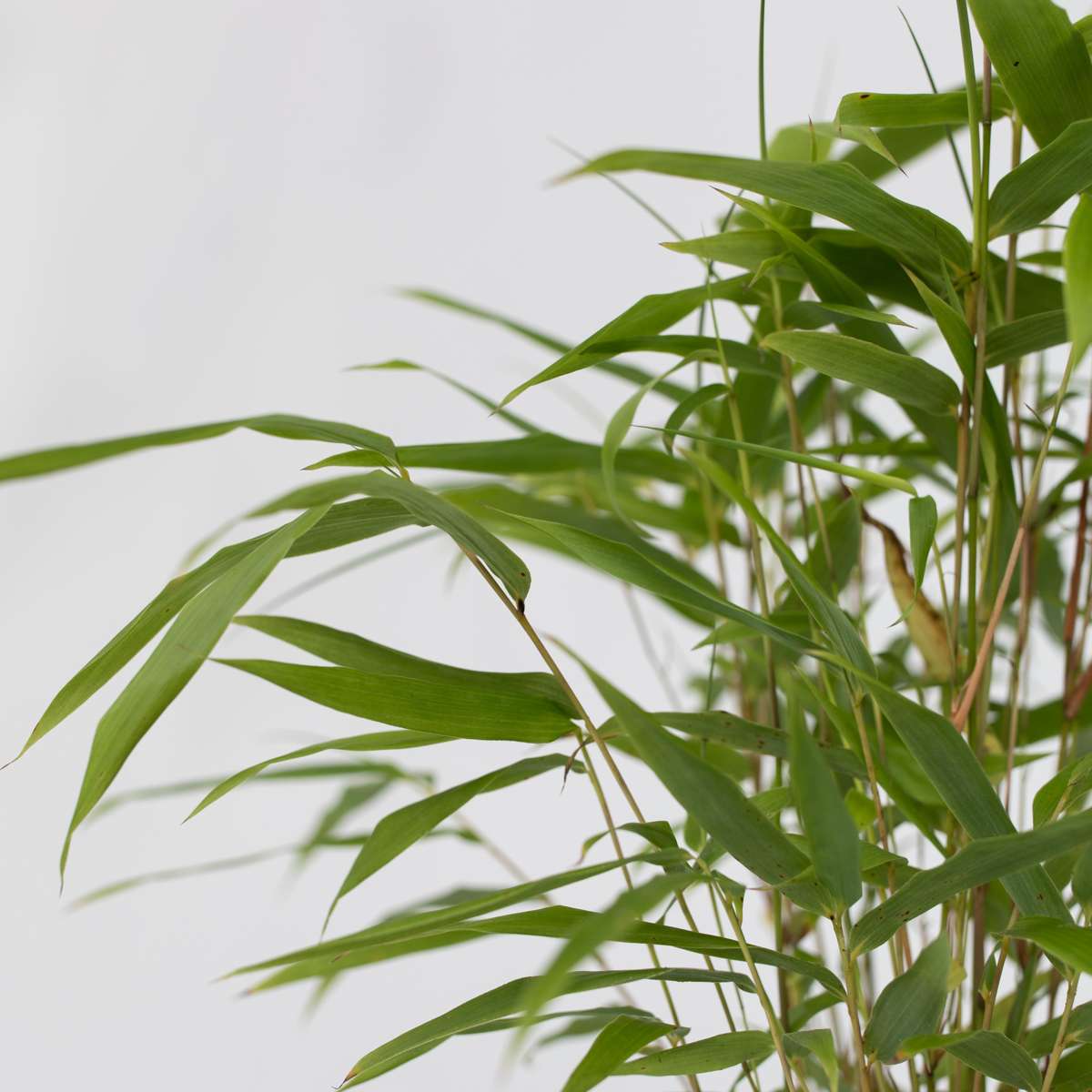 Bamboo Shrubs Bambus - 3 Stk - Fargesia Papyrifera 'Grex' - Höhe 30-40Cm - ⌀13Cm