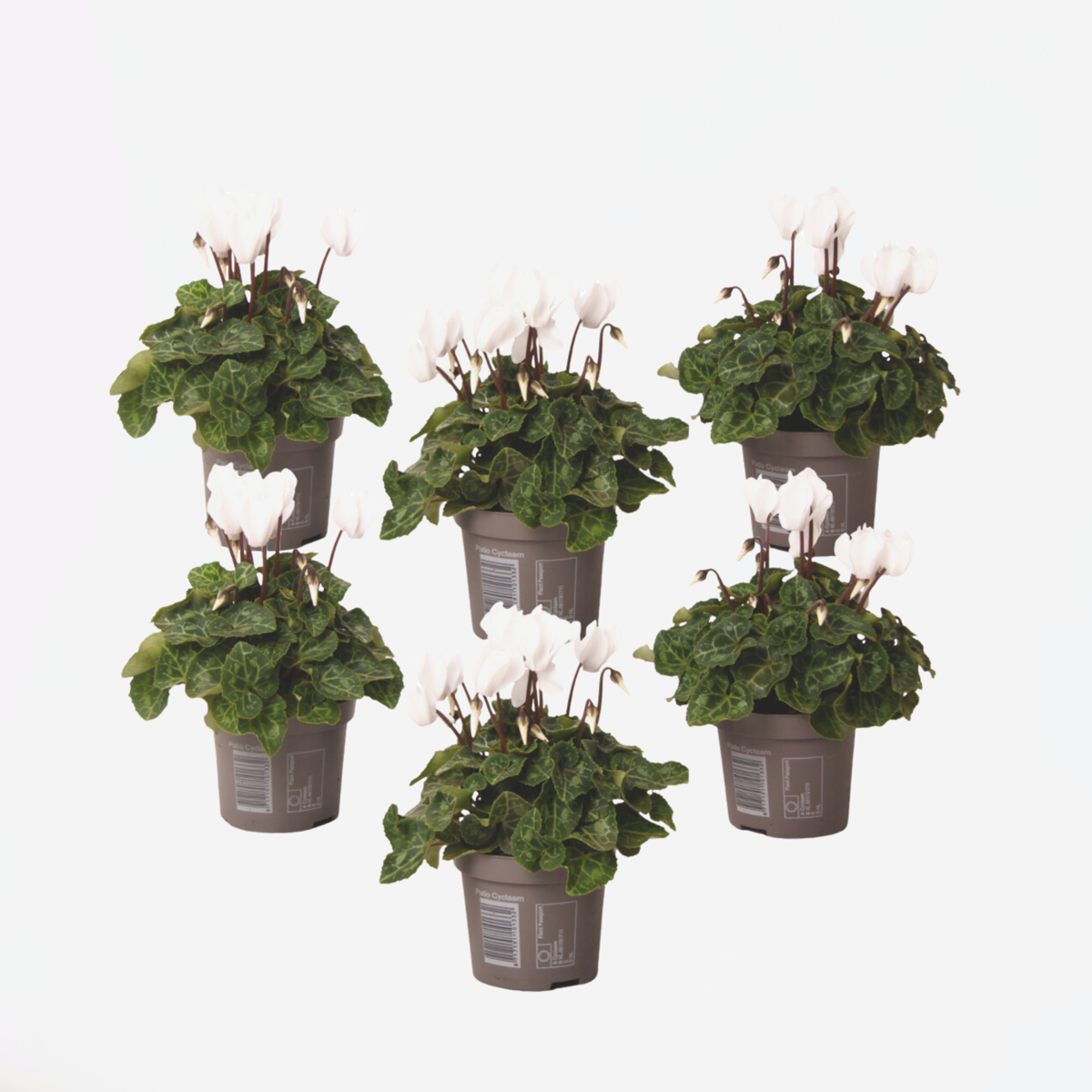 Other Garden Plants Alpenveilchen - 6 Stk - Cyclamen Persicum 'Metis White' - Höhe 10-20Cm - ⌀9Cm