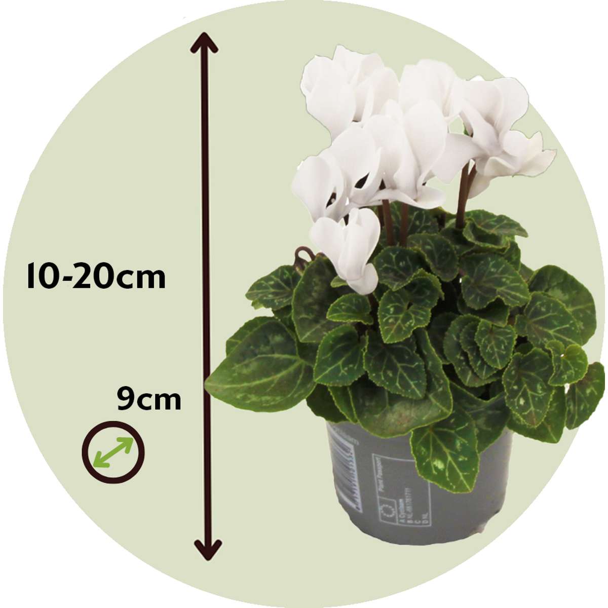 Other Garden Plants Alpenveilchen - 3 Stk - Cyclamen Persicum 'Metis White' - Höhe 10-20Cm - ⌀9Cm
