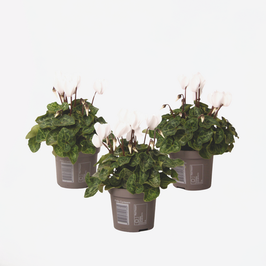 Other Garden Plants Alpenveilchen - 3 Stk - Cyclamen Persicum 'Metis White' - Höhe 10-20Cm - ⌀9Cm