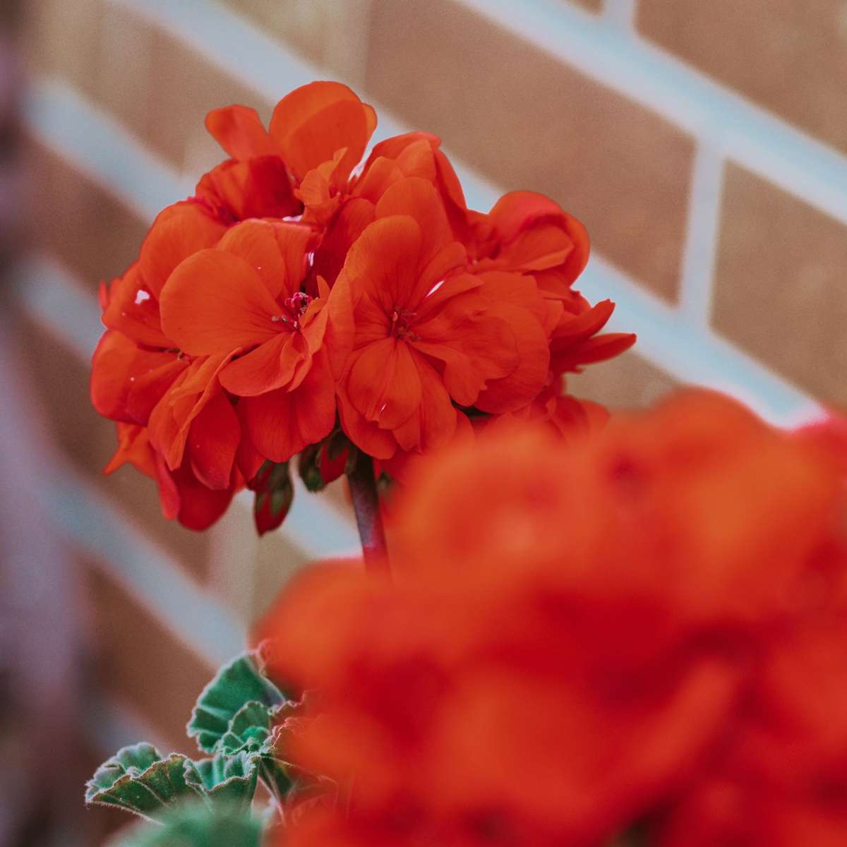 Other Garden Plants Alpenveilchen - 6 Stk - Cyclamen Persicum Winfall Scarlet - Höhe 10-20Cm - ⌀9Cm