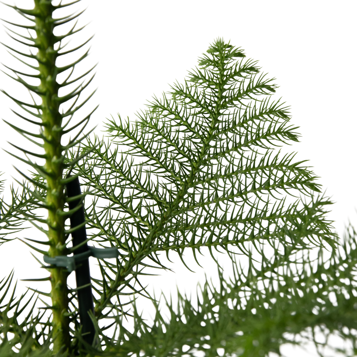 Other Green Houseplants Norfolktanne - Araucaria Heterophylla - Höhe 50-60Cm - ⌀17Cm