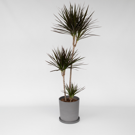 Dracaena Drachenbaum - Dracaena Marginata - Höhe 110-130Cm - ⌀24Cm