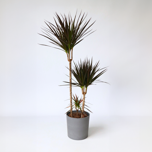 Dracaena Drachenbaum - Dracaena Marginata 'Magenta' - Höhe 110-130Cm - ⌀24Cm