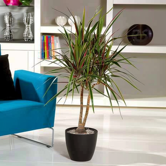 Dracaena Drachenbaum - Dracaena Marginata 'Bicolor' - Höhe 110-130Cm - ⌀24Cm
