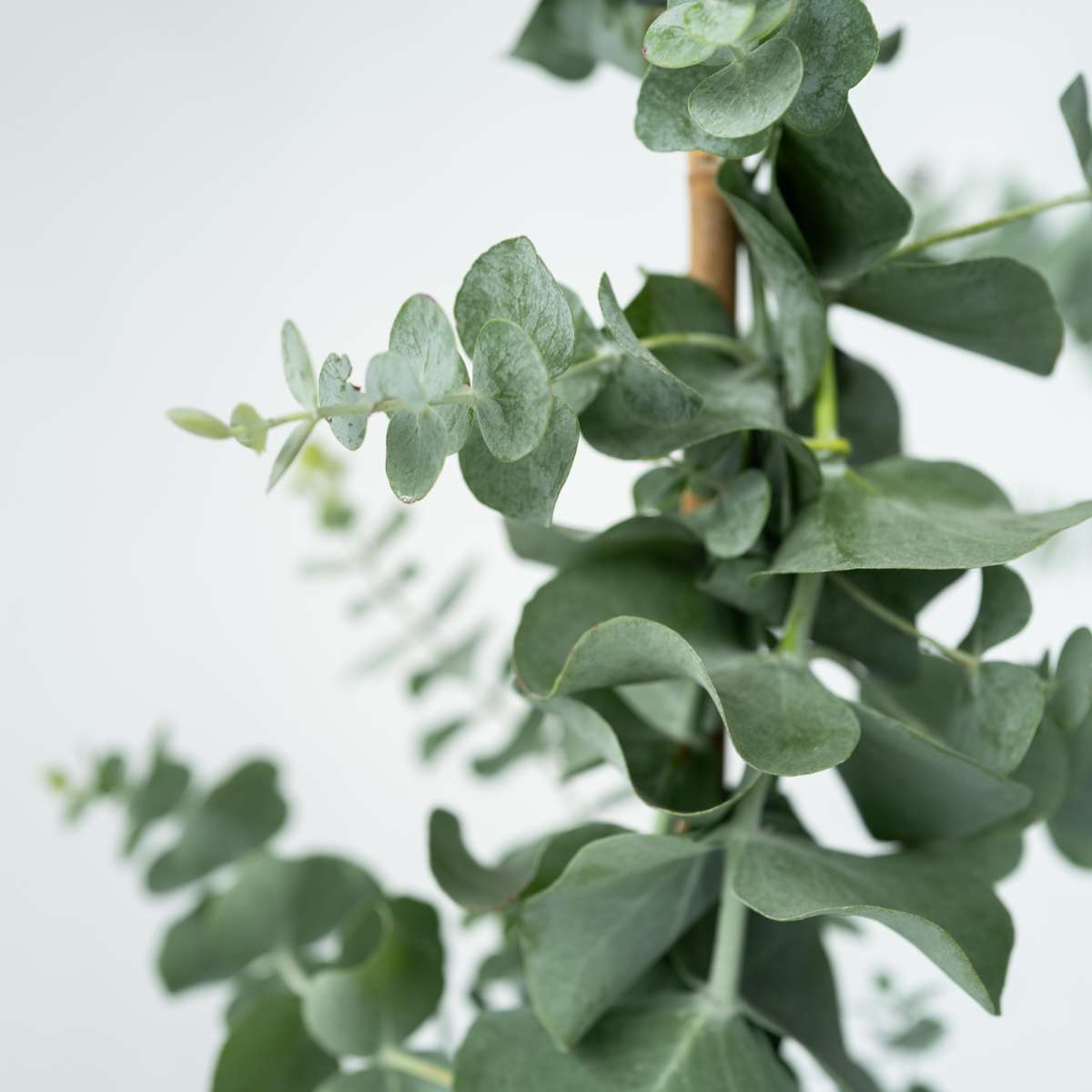 Eucalyptus Eukalyptus - 2 Stk - Eucalyptus Cinerea 'Silver Dollar' - Höhe 90-110Cm - ⌀19Cm