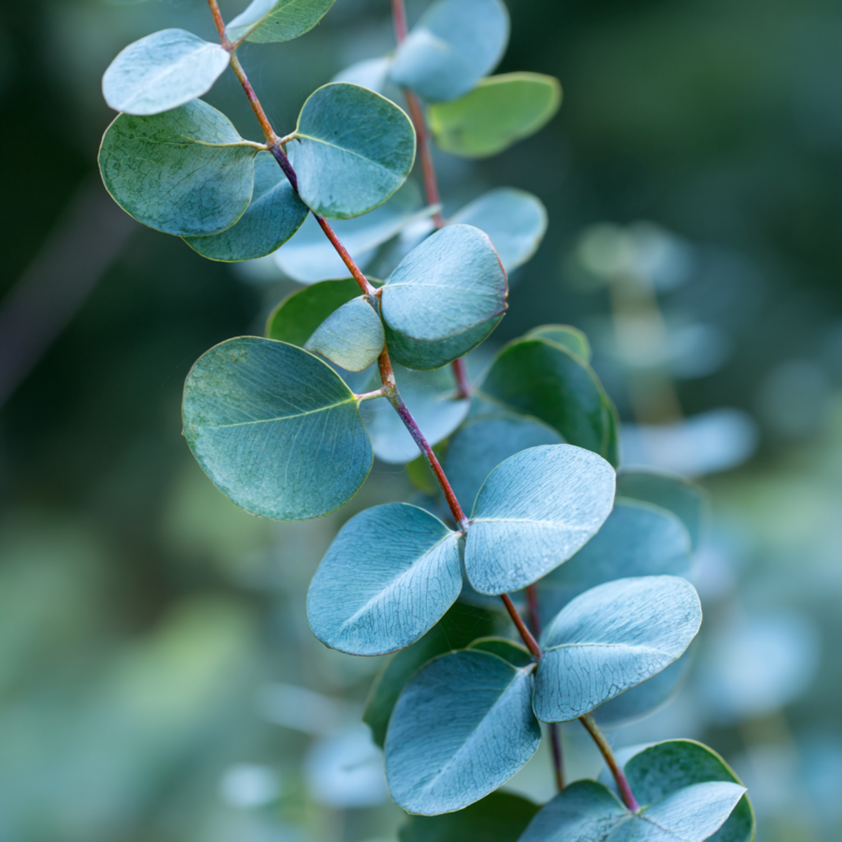 Eucalyptus Eukalyptus - 2 Stk - Eucalyptus Cinerea 'Silver Dollar' - Höhe 90-110Cm - ⌀19Cm