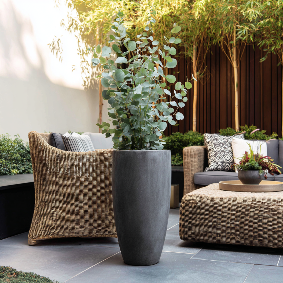 Eucalyptus Eukalyptus - 2 Stk - Eucalyptus Cinerea 'Silver Dollar' - Höhe 90-110Cm - ⌀19Cm