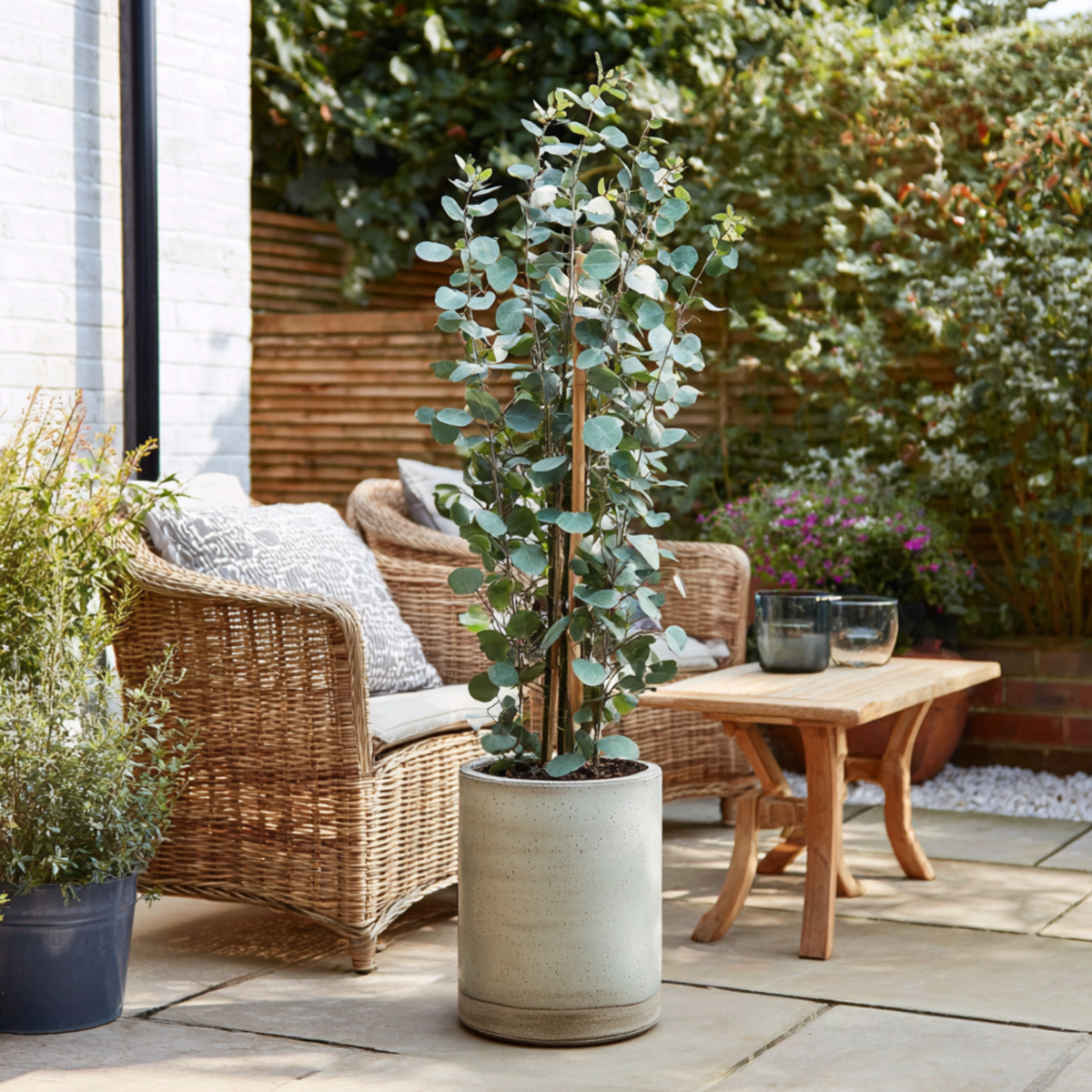 Eucalyptus Eukalyptus - Eucalyptus Cinerea 'Silver Dollar' - Höhe 90-110Cm - ⌀19Cm