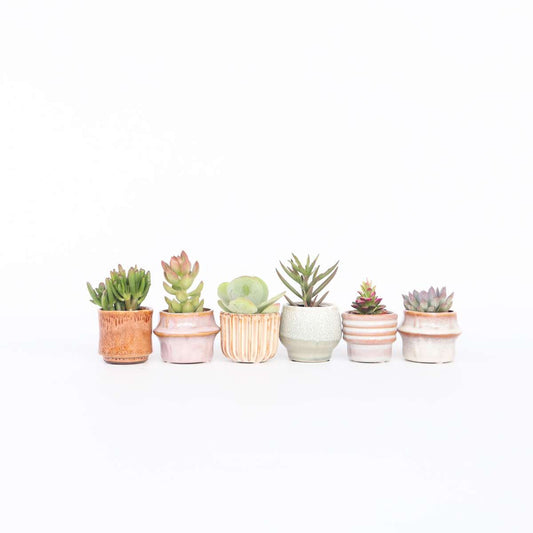Succulents Mini-Sukkulenten - 6 Stk - Succulent Mix - Höhe 5-10Cm - ⌀6Cm