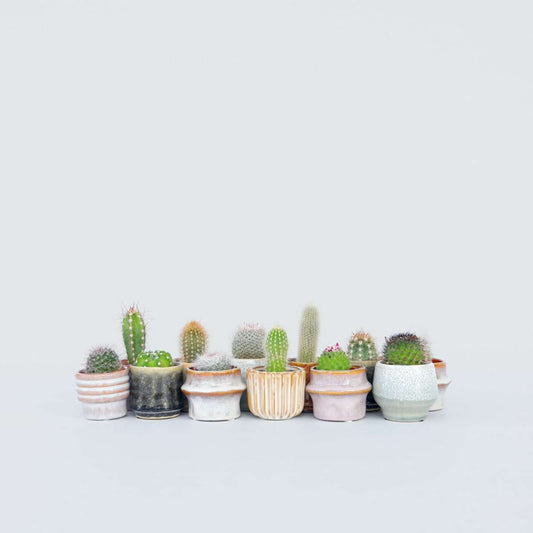 Cactus Mini Kakteen - 12 Stk - Cactus - Höhe 5-10Cm - ⌀6Cm