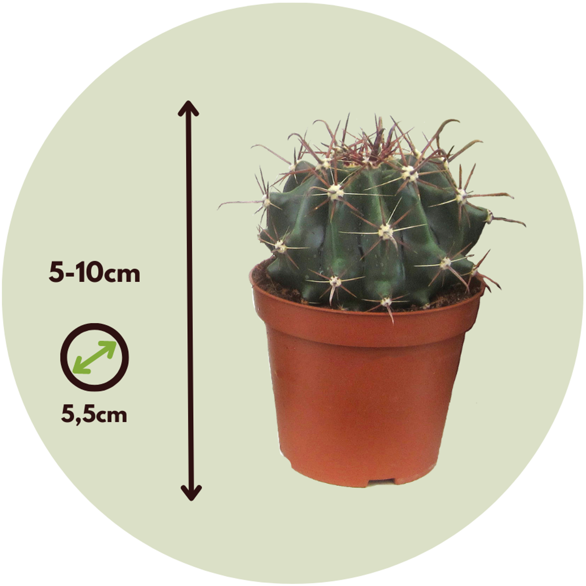 Cactus Mini Kakteen - 12 Stk - Cactus - Höhe 5-10Cm - ⌀6Cm
