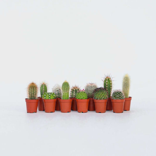 Cactus Mini Kakteen - 12 Stk - Cactus - Höhe 5-10Cm - ⌀6Cm