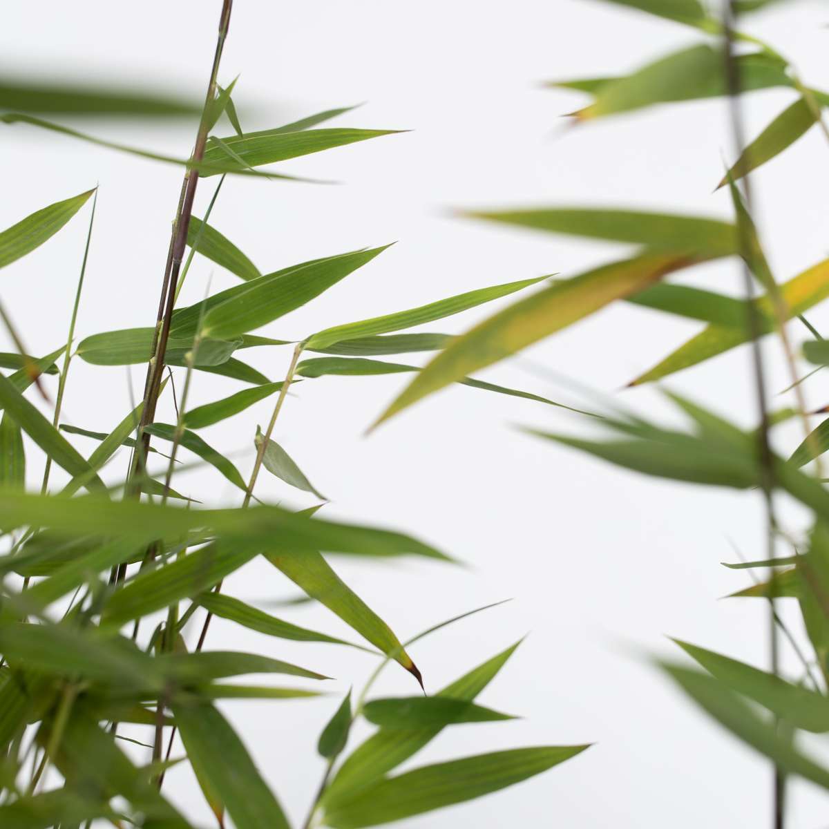 Bamboo Shrubs Bambus - 2 Stk - Fargesia Nitida 'Red Dragon' - Höhe 60-80Cm - ⌀17Cm