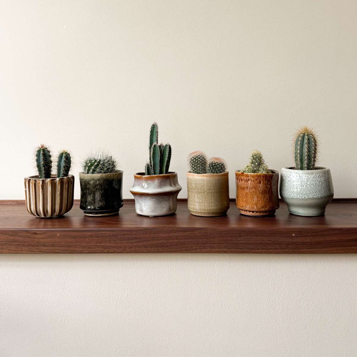 Cactus Mini Kakteen - 6 Stk - Cactus - Höhe 5-10Cm - ⌀6Cm