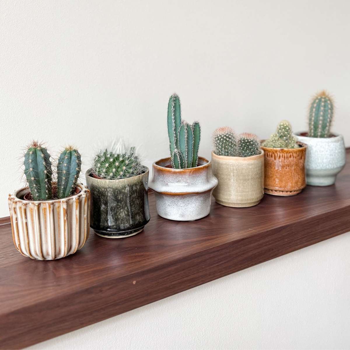 Cactus Mini Kakteen - 6 Stk - Cactus - Höhe 5-10Cm - ⌀6Cm