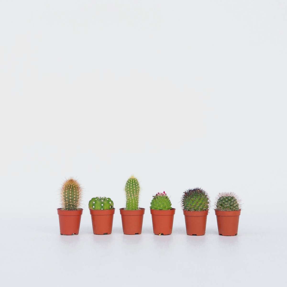 Cactus Mini Kakteen - 6 Stk - Cactus - Höhe 5-10Cm - ⌀6Cm
