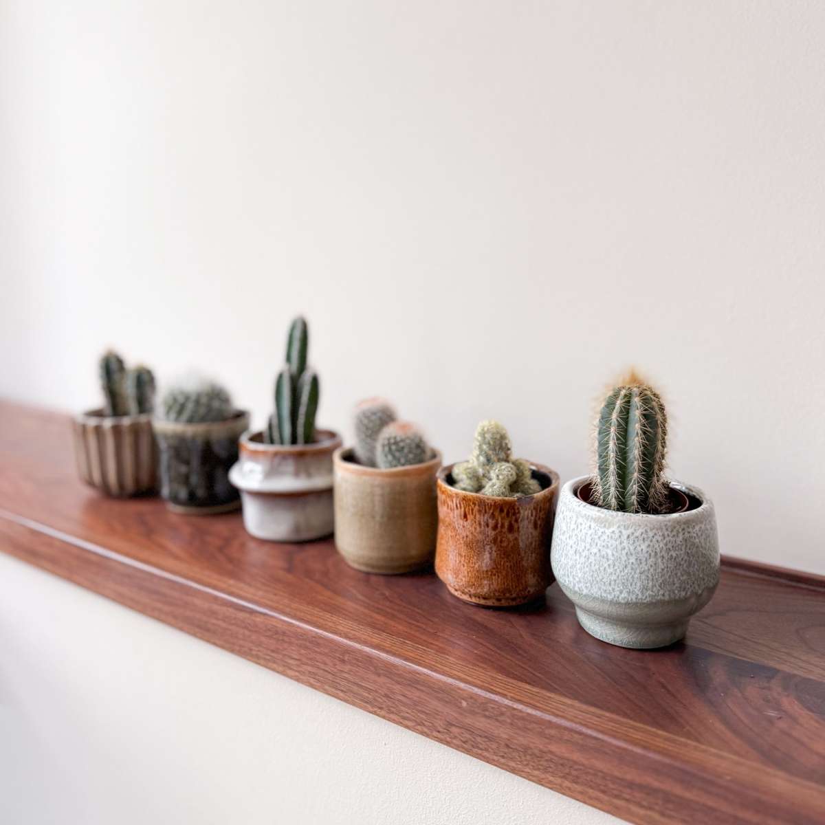 Cactus Mini Kakteen - 6 Stk - Cactus - Höhe 5-10Cm - ⌀6Cm