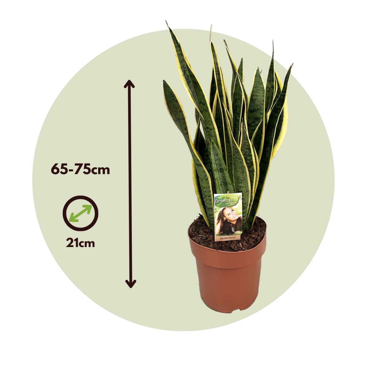 Sansevieria Bogenhanf - Sansevieria Trifasciata Laurentii - Höhe 65-75Cm - ⌀21Cm