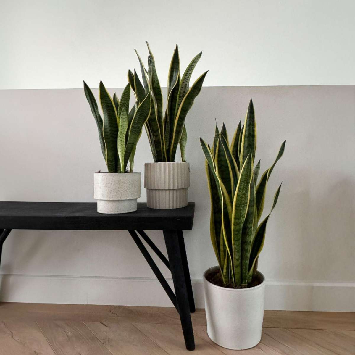 Sansevieria Bogenhanf - Sansevieria Trifasciata Laurentii - Höhe 65-75Cm - ⌀21Cm