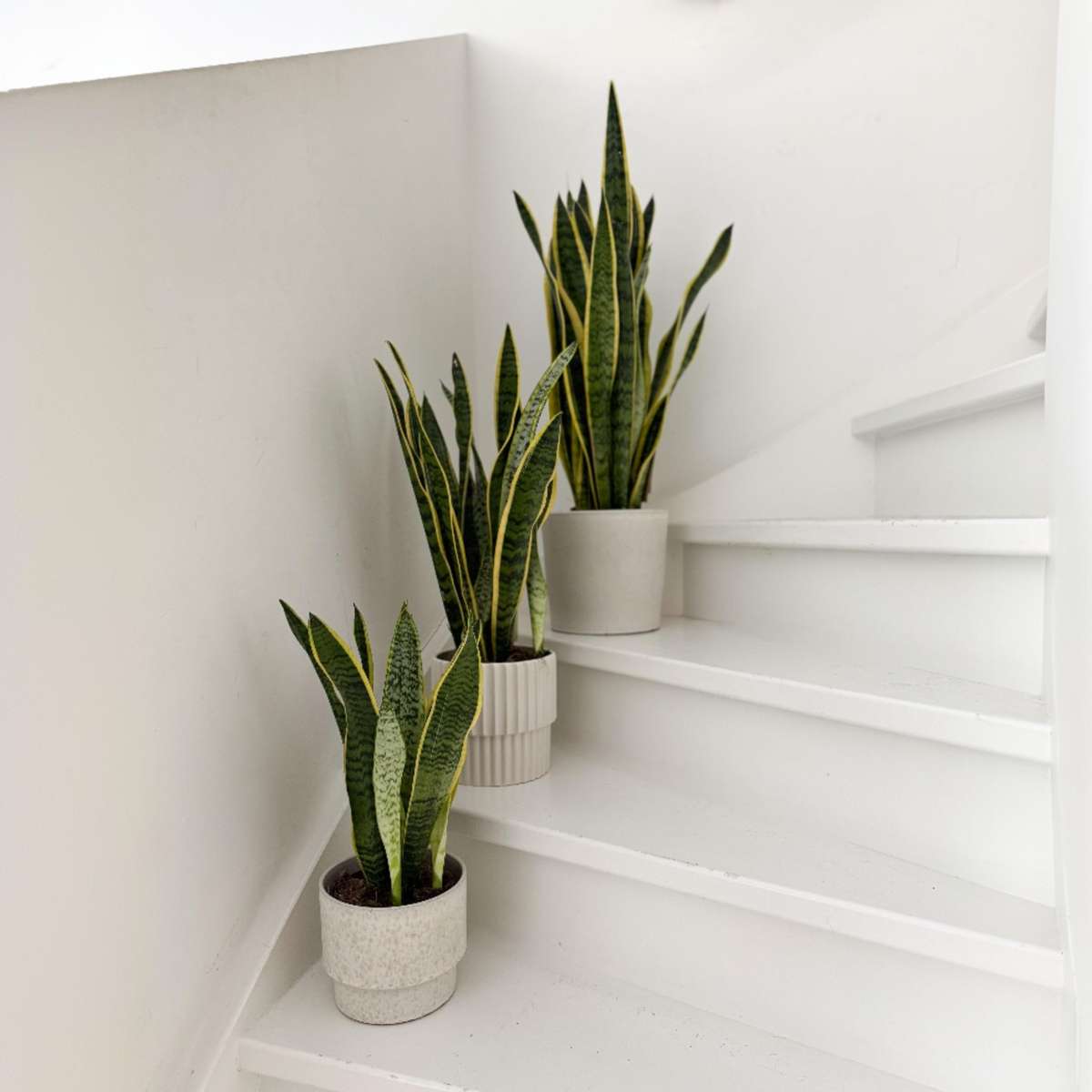 Sansevieria Bogenhanf - Sansevieria Trifasciata Laurentii - Höhe 65-75Cm - ⌀21Cm