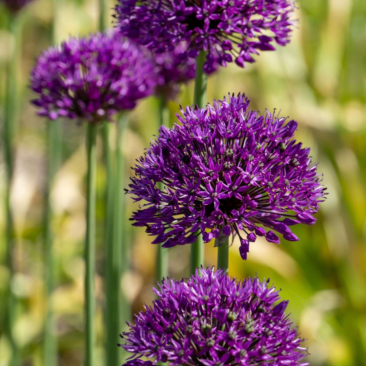 Bulb Mix Glückliche Biene Und Schmetterling - 120 Stk - Allium Anem. Muscari Tulipa