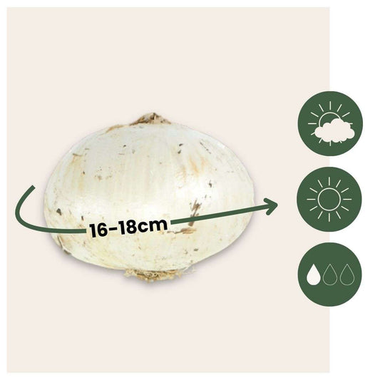 Bulb Mix Glücklicher Schmetterling - 40 Stk - Blumenzwiebeln - Mehrfarbig