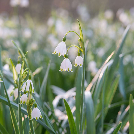 Other Types Of Flower Bulbs Frühlingsglocke - 40 Stk - Leucojum Aestivium - Blumenzwiebeln - Weiß