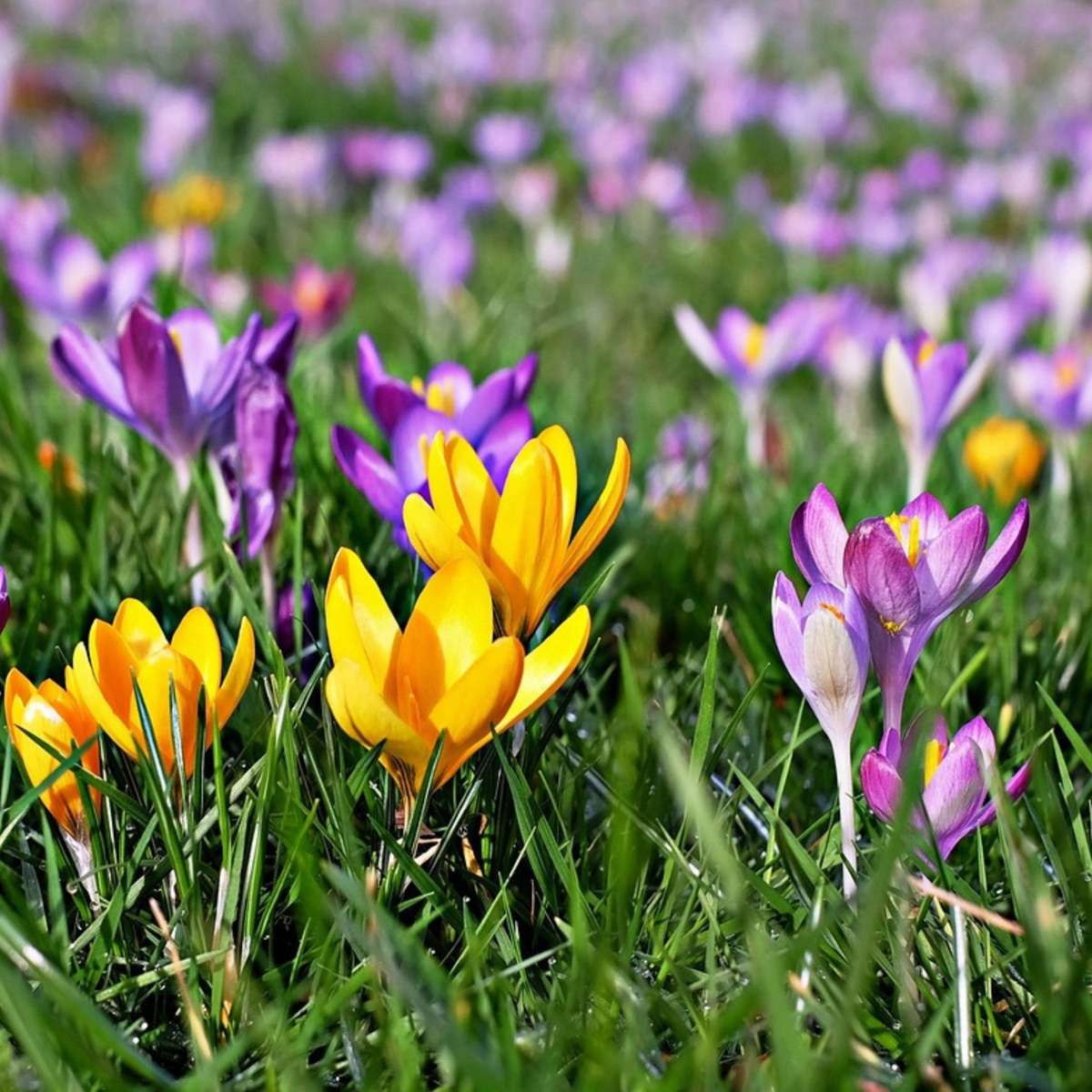 Crocus Krokuszwiebeln - 30 Stk - 'Large Flowering Mix' - Blumenzwiebeln - Mehrfarbig