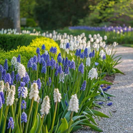 Grape Hyacinth Traubenhyazinthen - 50 Stk - Muscari 'Magic Mix' - Blumenzwiebeln - Mehrfarbig