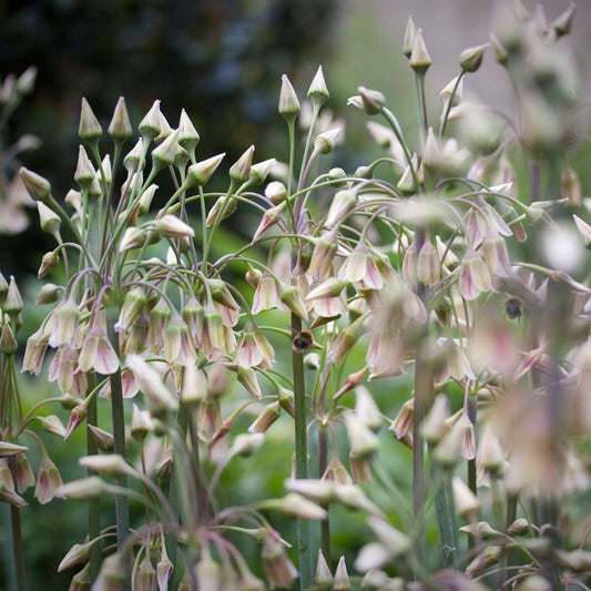 Alliumzwiebeln - 30 Stk - Allium 'Nectaroscordum' - Blumenzwiebeln - Rosa