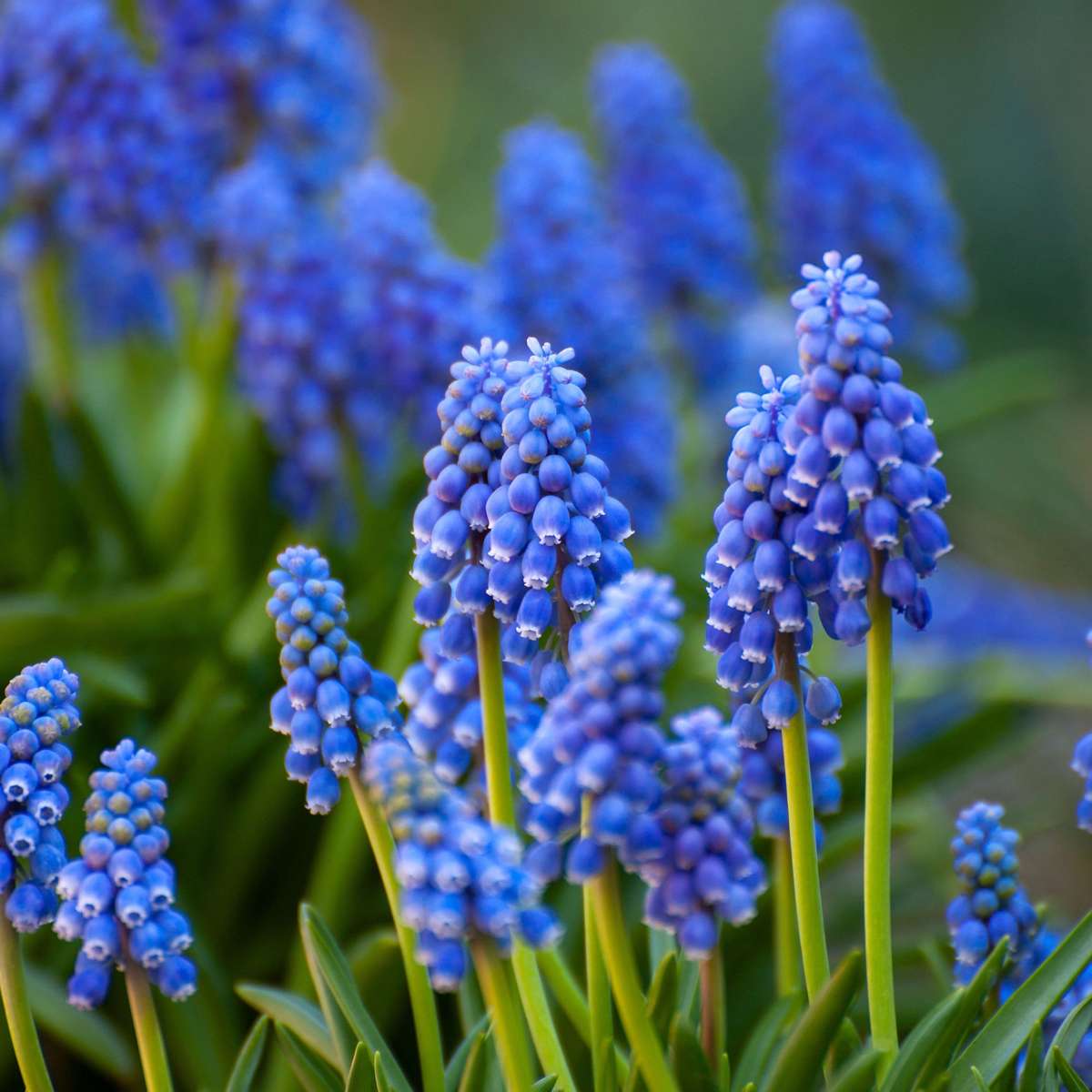 Bulb Mix Blumenzwiebelmischung - 250 Stk - Tulipa Narcissus Scilla Allium Muscari