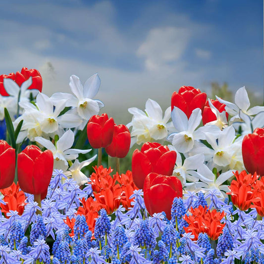 Bulb Mix Blumenzwiebelmischung - 125 Stk - Tulipa Narcissus Scilla Allium Muscari